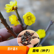 草庄 腊梅花种子又名蜡梅黄梅狗牙腊梅果实称 腊梅种子(250克/半斤)