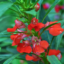一播大地 凤仙花种子茶花凤仙花种子 花种子 观花种子 指甲花种子 景观绿化 草花种子盆栽草花易种 单瓣凤仙花种子混色一斤