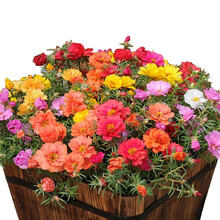 桌面水培巴西木 碗莲 百合 水仙花种球西洋球根 水仙花种子水培花卉植物 多头洋水仙花大种球迎客松盆栽 太阳花种子1000粒+塑料盆+营养土