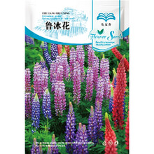 花友秀 花卉种子 四季种植 家庭阳台 园艺休闲 多年生鲁冰花花卉种子2克 约100粒