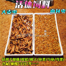 宠以沫（CHONG YIMO）黄粉虫面包虫活体大麦虫保鲜虫 龙鱼乌龟仓鼠宠物蜘蛛活体饲料 面包虫1.5cm左右300条(幼体专用)