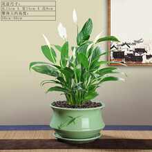 菜友 白掌花卉盆栽绿植一帆风顺绿植小盆景好养 办公室内客厅阳台观赏盆栽绿植带盆栽好发货 白掌+花盆3（栽好发货）