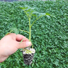 普罗旺斯番茄种子西红柿种籽草莓番茄苗沙瓤产量高口感好酸甜 普罗旺斯番茄苗6棵