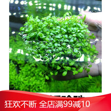 前景草鱼缸草坪爬地矮珍珠趴地矮珍珠爬地珍珠鱼缸造景水草 日本矮珍珠6cm(拍四送一)