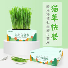 得酷 猫薄荷猫草木天蓼猫化毛草磨牙棍猫薄荷粉末宠物猫零食猫草猫玩具猫草猫用品 猫草1盒装