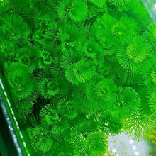 [京选推荐]【水草活体】【真水草】好养耐活真水草植物绿菊鱼缸水草造景 绿菊五十颗