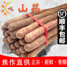 顺丰速发河南焦作温县铁棍山药正宗怀山药铁杆山药新鲜蔬菜 焦作怀山药精选 5斤 50-70长