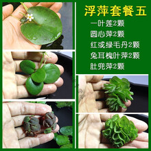 鱼缸浮萍水草活体水生植物浮性除NO3净化水质微景观水族箱满AMO PETRIC 浮萍套餐五