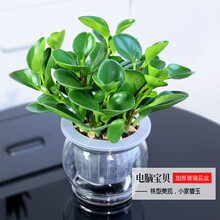 金钱树植物盆栽办公室绿植花卉盆栽鲜花观叶植物室内植物 大号加厚玻璃盆电脑宝贝 带盆栽好