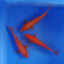 锦鲤纯种活体鱼日本红白锦鲤昭和乌金白写大正锦鲤冷水鱼风水鱼小锦鲤鱼苗淡水观赏鱼 火鲤锦鲤 8-10CM2条