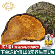 益永康 桑黄灵芝整枝 西藏桑树桑黄 桑黄菌菇茶粉 精选大枝250g