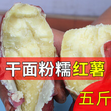 5斤/10斤 白心红薯山西洪洞红薯山芋干面粉春番薯甜板栗子香红皮黄白心地瓜白薯红苕 2500g