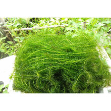 净水植物蜈蚣草鱼缸造景懒人水草冷水真水草耐低温按斤水蕴草鱼虾 蜈蚣草200支 无需底砂