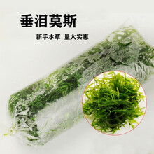 散装莫斯慕斯摩斯水草大三角绑沉木自养繁殖易活稀有品种怪蕨散 冬季拍此项(保温箱1个)