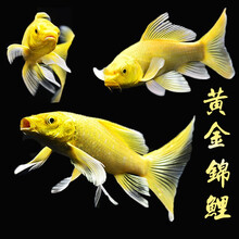 韩锦锦鲤红白三色黄金白金乌金锦鲤观赏鱼金鱼锦鲤鱼活体昭和宠物鱼招财鱼国粹淡水耐养冷水包活好养的风水鱼 8-10厘米黄金锦鲤1条