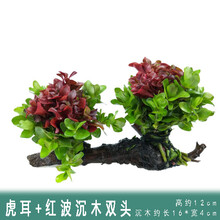 懒人水草新手鱼缸造景水草植物水榕水草水族箱造景沉木装饰活 虎耳红波+沉木2头