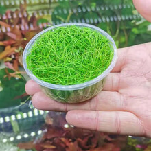 日本迷你牛毛 牛毛毡大草原无菌杯活体水草淡水植物造景前景草坪 日本正宗迷你牛毛无菌杯一杯7CM (一杯)