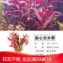 鱼缸活体水草植物造景懒人增氧莫斯种子淡水水榕中后景真装饰套餐 血心兰