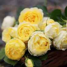 红豆（Hodo）金丝雀月季1加仑盆栽 欧月盆栽浓香大花蔷薇月季花量大 带盆载好