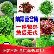前景草爬地迷你矮珍珠牛毛天胡葵挖耳叉柱花水榕莫斯水族造景水草 绿色