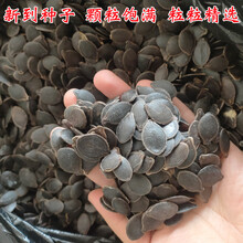 黄瓜甜瓜西瓜嫁接砧木种子黑籽南瓜种子嫁接用野南瓜增产抗病 【黑籽南瓜】100克约400粒