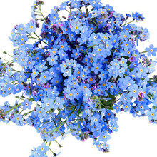 波思菊红枫花种子花种四季开花室内易活花卉盆栽花草植物花籽花种籽子 勿忘我200粒+盆+土+肥