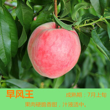 素颜果树苗桃树苗嫁接苗桃树苗水蜜桃黄桃桃花树早熟黄桃树苗当年结果中华福水果树苗阳台庭院盆栽地栽水蜜桃 早凤王桃树苗 81cm(含)-110cm(含)