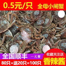 【活蟹】必有重蟹大闸蟹现货固城湖鲜活一元蟹小螃蟹生鲜活鲜海鲜稻田蟹红膏蟹全母螃蟹蟹黄可做秃黄油 一元蟹公母80+送20只
