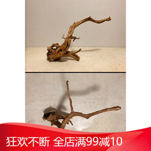 杜鹃根树根沉木水草造景鱼缸木头小型水榕免煮天然沉木细莫斯树形 E3996