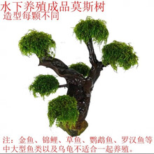 莫斯树水草无土四季淡水增氧水族箱懒人沉木鱼缸活体淡水植物水草 18-21厘米5头绑好莫斯发货
