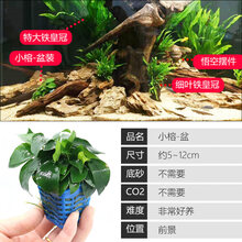 大九叶皇冠草真水草鱼缸装饰活体懒人水草淡水有茎类中后景阴性草 【小榕盆】