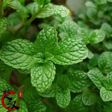 一播大地 清凉薄荷驱蚊草食用771薄荷柠檬猫薄荷种子阳台盆栽四季播香草种子 留兰香薄荷种子200粒
