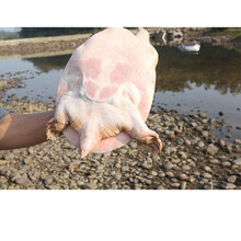 甲鱼裙边干半斤装酒店干货中华鳖板甲鱼干水鱼贝壳水产干货佛跳墙250g