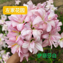 左家花园 风雨兰种球胖丽丽夏秋季开花球重瓣四季庭院阳台盆栽花卉新手可种易养护 伊丽莎白2球 其他