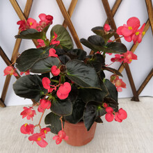 四季海棠盆栽植物四季秋海棠玻璃翠海棠花苗带发货花T7 玻璃海棠紫叶大盆 不含盆