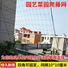 Aseblarm植物爬藤网园艺网百香果爬藤网丝瓜苦瓜吊瓜葡萄瓜蒌攀爬网搭架网 45股20(爬藤网) 8米宽10米长