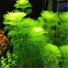 水草种子鱼缸装饰造景水草种籽套餐四季草缸活体淡水植物草泥懒人 08号宝塔6000粒+营养液1瓶