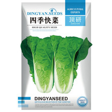 顶研 蔬菜种子 菜籽 盆栽种菜 庭院种植 四季快菜种子10克