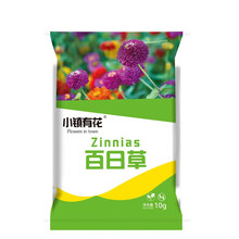 小镇有花 花卉种子 百日草种子 四季易种室外庭院阳台花海景观百日菊种籽 开花不断步步高花卉种子 橙色  百日草种子 矮杆 10克约500粒  厂商封装