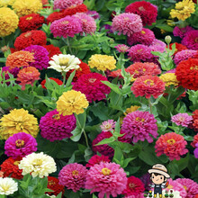 一播大地 （正常发货）四季播种百日草种子百日菊花籽花种室外易活百日草花种 百日草种子混色100克