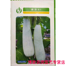 天津德瑞特博洋9号甜瓜种子 博洋61芝麻蜜甜瓜香瓜四季蔬菜种子籽 100粒博洋61种子分装