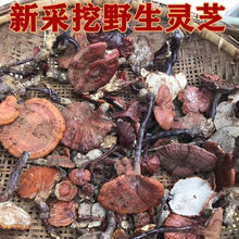 西藏灵芝整株灵芝深山正宗可切片泡茶紫黑灵芝林芝 野生整枝灵芝250克