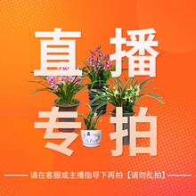 刘阁兰花苗 直播专拍链接 请勿乱拍 直播专拍，100元(不抵用优惠券)