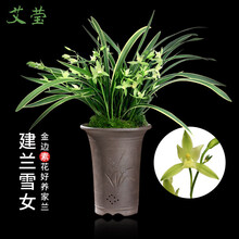 南靖艾莹兰花苗 雪女 金边建兰四季兰素花 现带浓香花苞出售好养室内绿植花卉盆栽 1棵3苗连体，关注送肥料