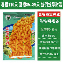 沁州黄谷子小米种籽 粟米小香米种子香糯软绵高营养五谷杂粮种 鸟难叼毛谷/250克