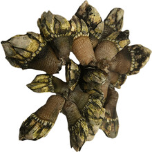 鹅颈藤壶 商品搜索 京东