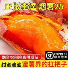 正宗烟薯25号山东蜜薯新鲜糖心红薯流油地瓜农家自种番薯5斤10斤 单果重3-5两 5斤