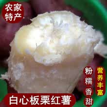 白薯 白心红薯新鲜板栗白薯红皮白瓤大地瓜沙地番薯干面甜5斤10斤 9斤