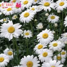 杭白菊种子 商品搜索 京东