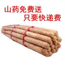新鲜铁棍山药正宗淮山药小白嘴山药特产蔬菜三斤/五斤多规格 尝鲜装(净重三斤)